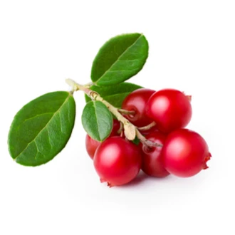 Bearberry